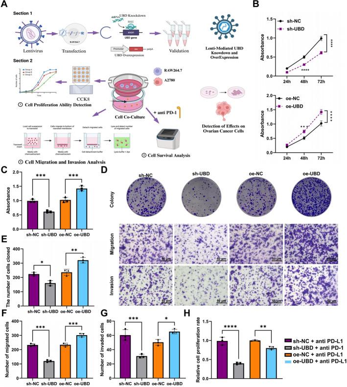 https://cdn.ncbi.nlm.nih.gov/pmc/blobs/86bc/12278697/c6e19206715a/CCS3-19-e70034-g002.jpg