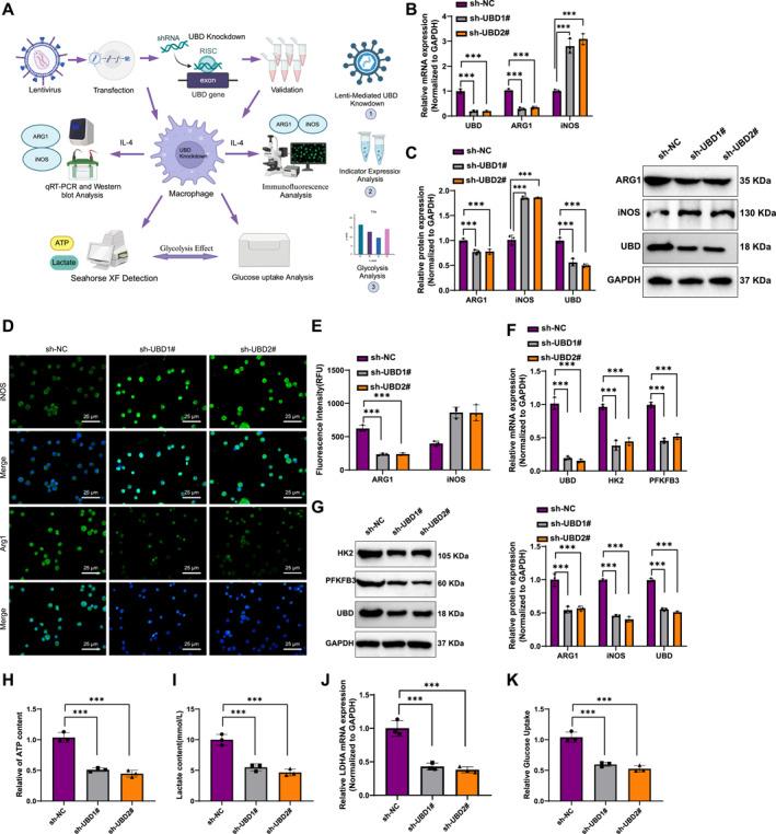 https://cdn.ncbi.nlm.nih.gov/pmc/blobs/86bc/12278697/dbdb3da8fd70/CCS3-19-e70034-g005.jpg