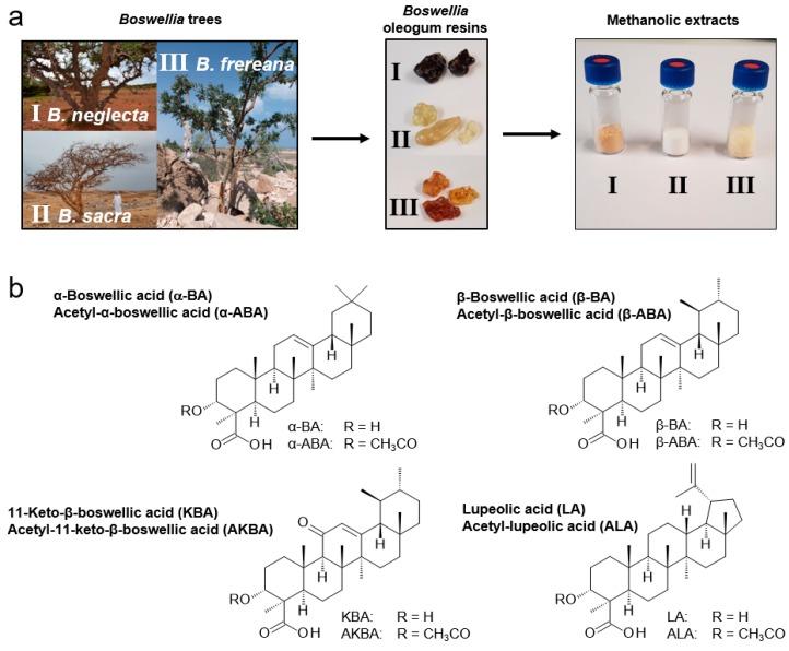 https://cdn.ncbi.nlm.nih.gov/pmc/blobs/86bc/6600171/8c6656bc3e5d/molecules-24-02153-g001.jpg