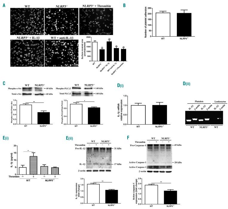 https://cdn.ncbi.nlm.nih.gov/pmc/blobs/86c5/6119128/95bea541fc79/1031568.fig3.jpg