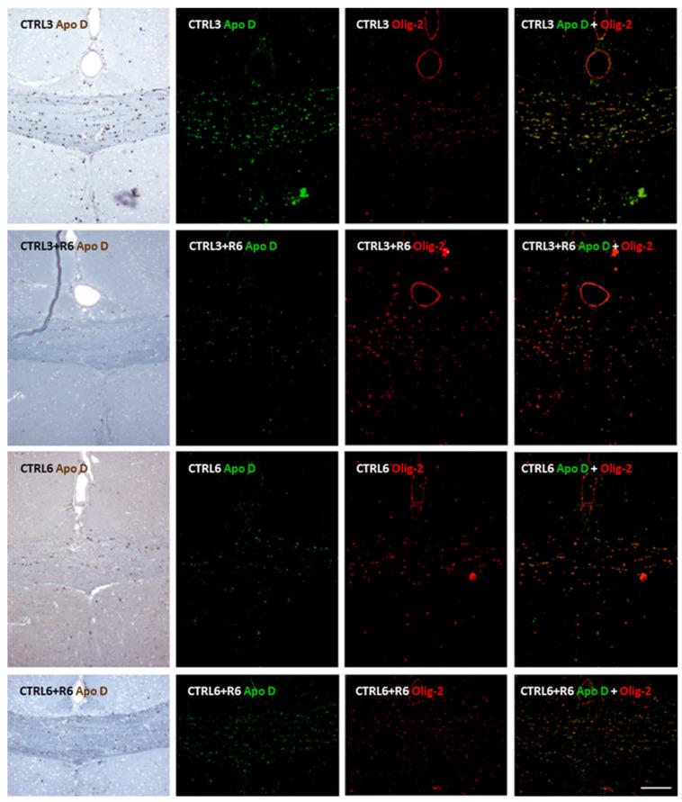 https://cdn.ncbi.nlm.nih.gov/pmc/blobs/86c6/12429407/feb3cd1f9381/ijms-26-08692-g008.jpg