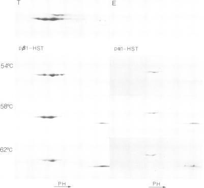 https://cdn.ncbi.nlm.nih.gov/pmc/blobs/86c9/369739/48c219d8c24f/molcellb00131-0082-a.jpg