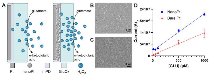 https://cdn.ncbi.nlm.nih.gov/pmc/blobs/86ca/11853293/107d0925dee6/biosensors-15-00100-g003.jpg