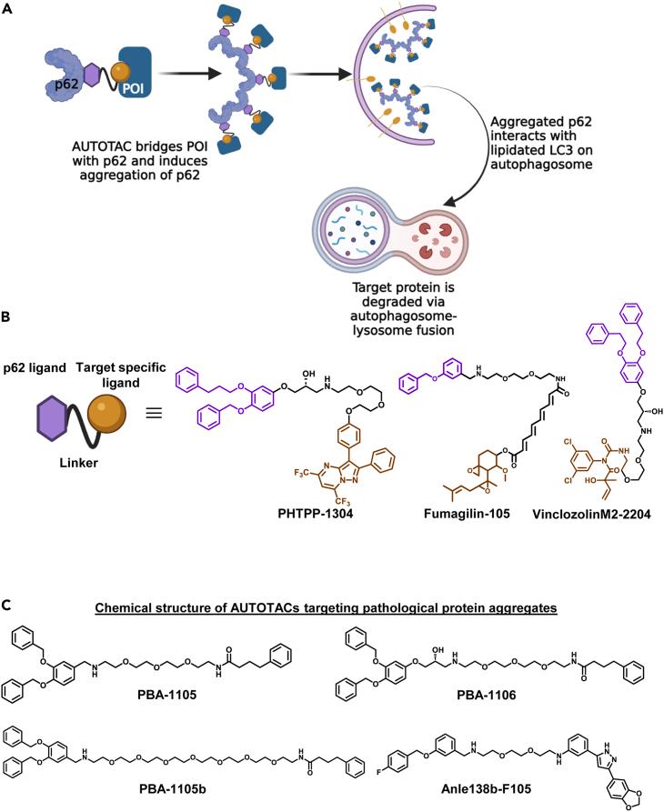 https://cdn.ncbi.nlm.nih.gov/pmc/blobs/86ce/11031827/84f6c2e41e83/gr5.jpg