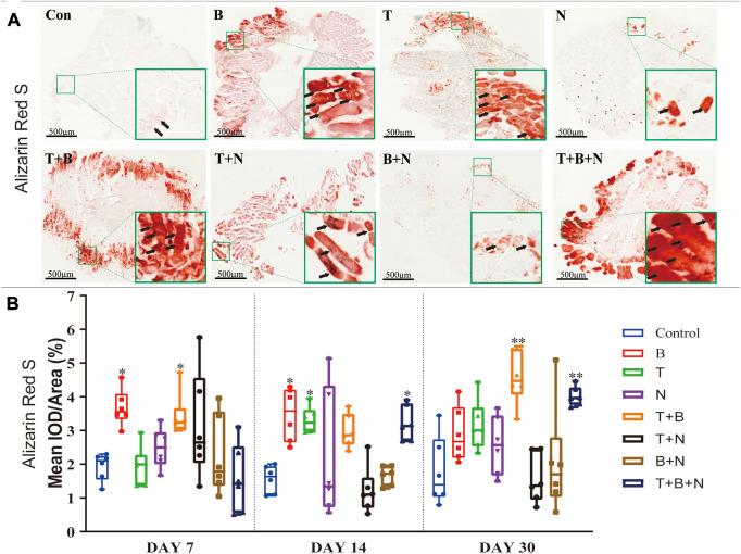 https://cdn.ncbi.nlm.nih.gov/pmc/blobs/86d2/10060664/c33c515dbfe7/fbioe-11-1140118-g005.jpg