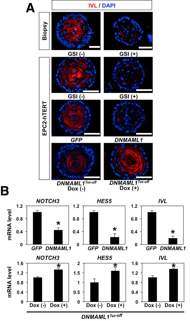 https://cdn.ncbi.nlm.nih.gov/pmc/blobs/86d4/5852293/9f7edc619f4f/gr6.jpg