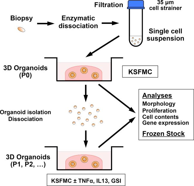https://cdn.ncbi.nlm.nih.gov/pmc/blobs/86d4/5852293/b06f36cebaf6/gr1.jpg