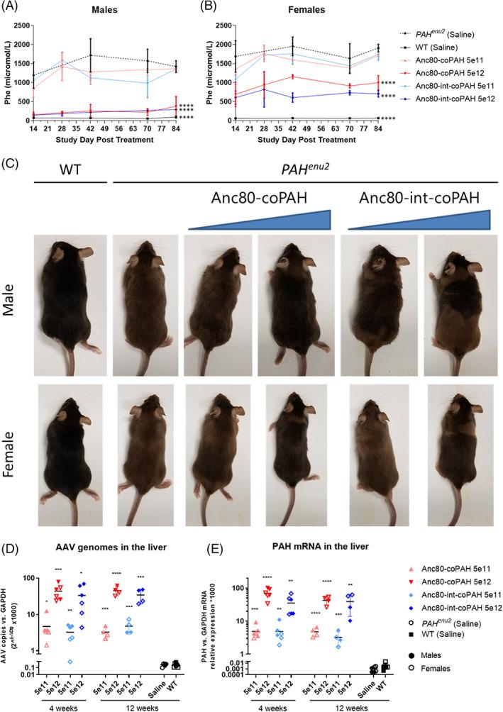 https://cdn.ncbi.nlm.nih.gov/pmc/blobs/86d4/9291745/7de8f20bbab9/JIMD-44-1369-g003.jpg