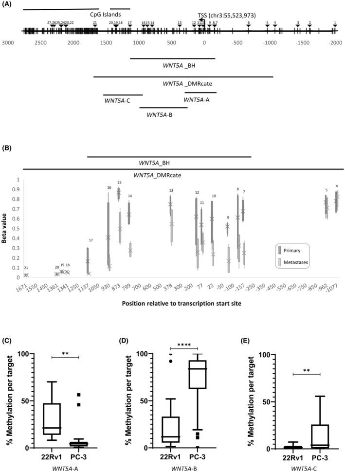 https://cdn.ncbi.nlm.nih.gov/pmc/blobs/86d7/11335815/0eeb85c3706a/CAM4-13-e70122-g004.jpg