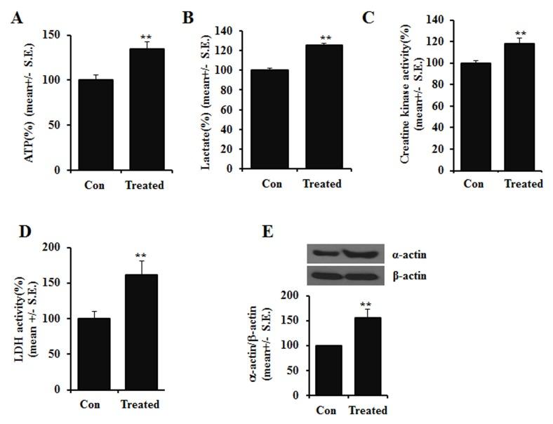 https://cdn.ncbi.nlm.nih.gov/pmc/blobs/86d7/4641233/8e31f10271c7/BMB-48-501-g003.jpg