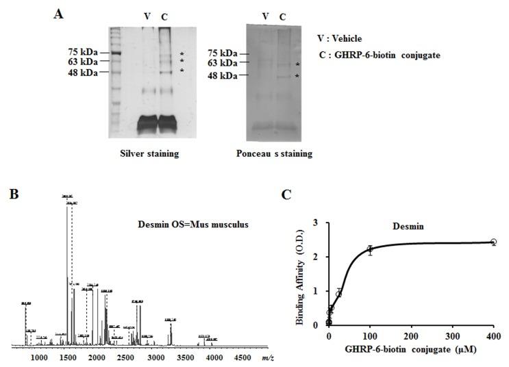 https://cdn.ncbi.nlm.nih.gov/pmc/blobs/86d7/4641233/d48e33196bb5/BMB-48-501-g004.jpg