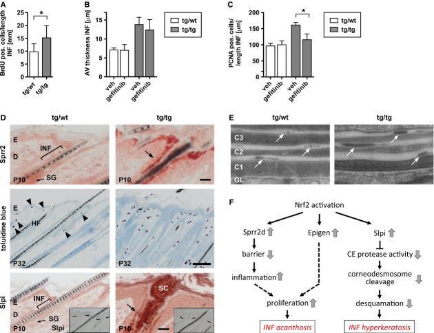 https://cdn.ncbi.nlm.nih.gov/pmc/blobs/86d9/3992072/cfa9f75a8d26/emmm0006-0442-f5.jpg