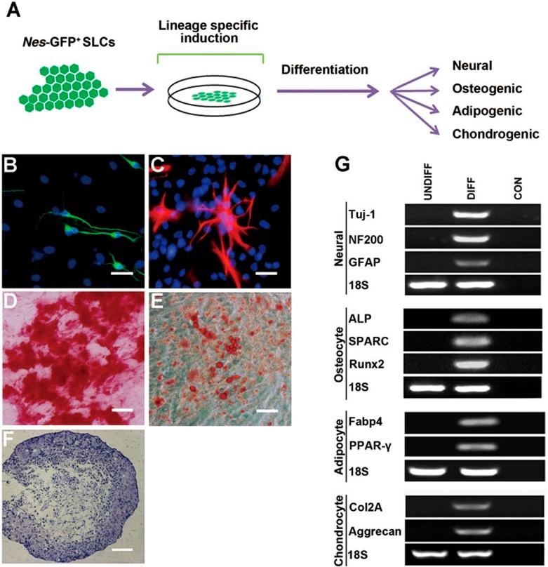 https://cdn.ncbi.nlm.nih.gov/pmc/blobs/86db/4260348/272da21bed76/cr2014149f4.jpg