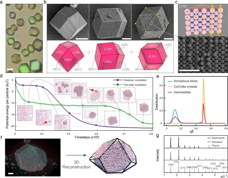 https://cdn.ncbi.nlm.nih.gov/pmc/blobs/86df/12003862/04a37200ab40/41467_2025_58959_Fig6_HTML.jpg