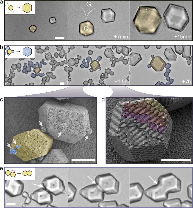 https://cdn.ncbi.nlm.nih.gov/pmc/blobs/86df/12003862/4e2a96112595/41467_2025_58959_Fig2_HTML.jpg