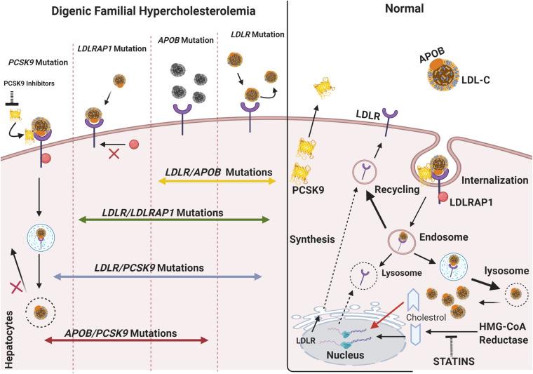 https://cdn.ncbi.nlm.nih.gov/pmc/blobs/86e0/7844333/96b084c7bb15/fgene-11-572045-g001.jpg