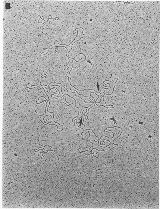 https://cdn.ncbi.nlm.nih.gov/pmc/blobs/86e2/515544/068e321fb57c/jvirol00220-0271-a.jpg