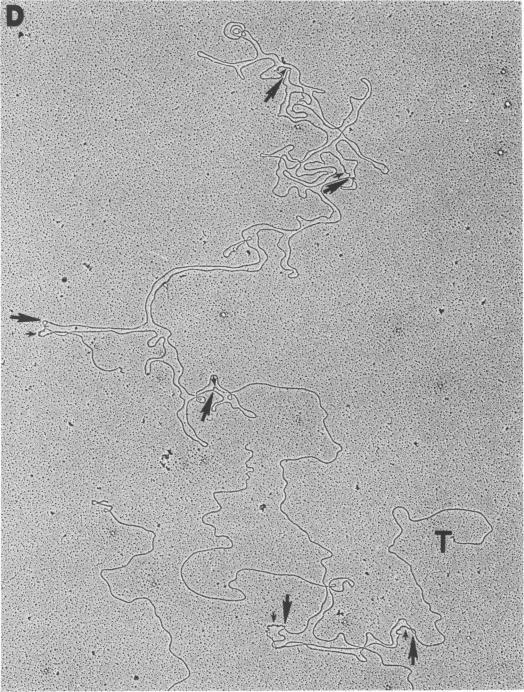 https://cdn.ncbi.nlm.nih.gov/pmc/blobs/86e2/515544/0c01577e87b8/jvirol00220-0273-a.jpg