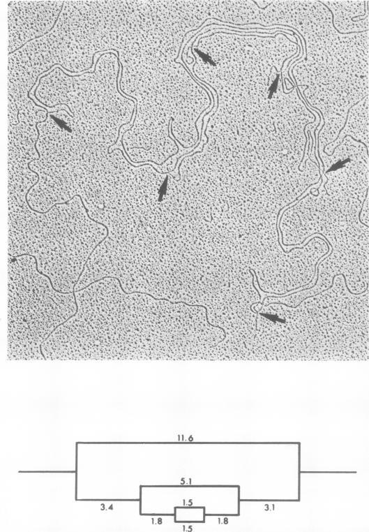 https://cdn.ncbi.nlm.nih.gov/pmc/blobs/86e2/515544/7b220f1f4db7/jvirol00220-0266-a.jpg