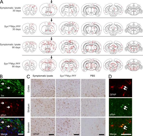 https://cdn.ncbi.nlm.nih.gov/pmc/blobs/86e6/3348112/2192121d8b96/JEM_20112457_Fig5.jpg