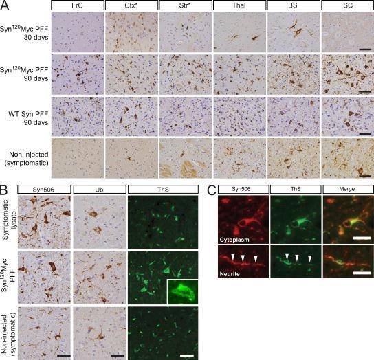 https://cdn.ncbi.nlm.nih.gov/pmc/blobs/86e6/3348112/7c44153d52dd/JEM_20112457_Fig2.jpg