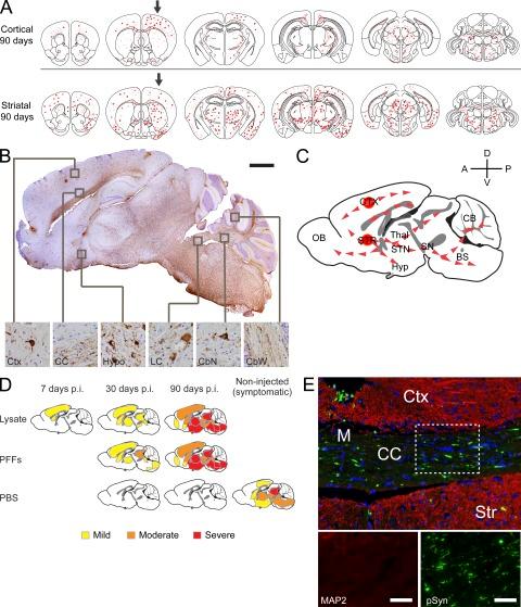 https://cdn.ncbi.nlm.nih.gov/pmc/blobs/86e6/3348112/caf26365dcf0/JEM_20112457_Fig6.jpg