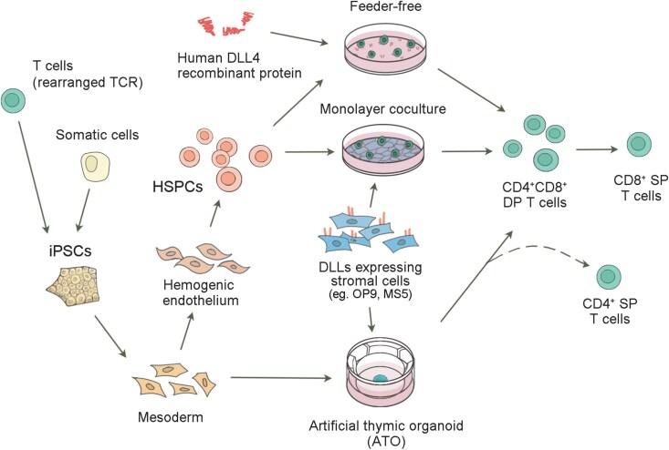 https://cdn.ncbi.nlm.nih.gov/pmc/blobs/86f0/11916900/a38bf3d2dee3/lnaf002_fig2.jpg