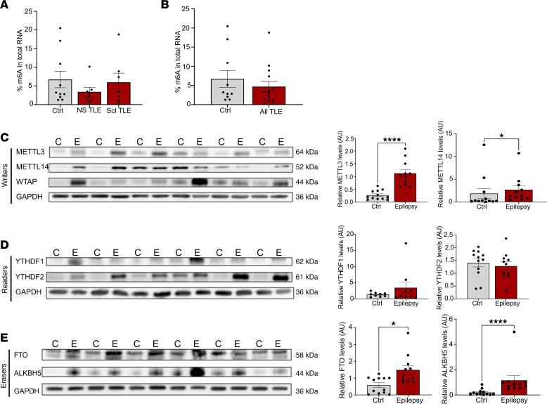 https://cdn.ncbi.nlm.nih.gov/pmc/blobs/86fe/12288969/55da09d90b70/jciinsight-10-188612-g059.jpg