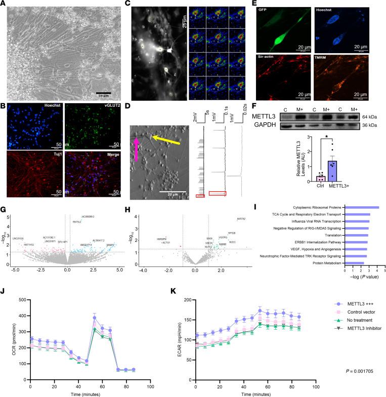 https://cdn.ncbi.nlm.nih.gov/pmc/blobs/86fe/12288969/868acf140864/jciinsight-10-188612-g065.jpg