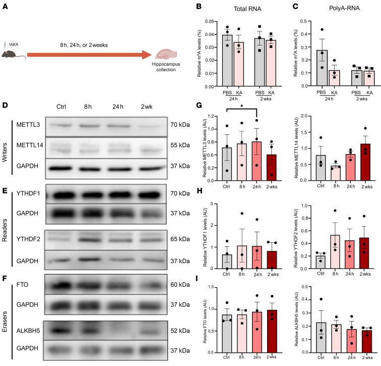 https://cdn.ncbi.nlm.nih.gov/pmc/blobs/86fe/12288969/8d5d58f8eab3/jciinsight-10-188612-g058.jpg
