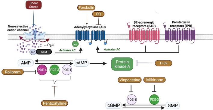 https://cdn.ncbi.nlm.nih.gov/pmc/blobs/8706/10540448/88ce19810277/fphys-14-1215835-g008.jpg