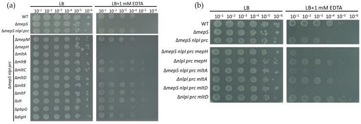https://cdn.ncbi.nlm.nih.gov/pmc/blobs/8708/10671308/49b1e55d454e/ijms-24-16355-g006.jpg