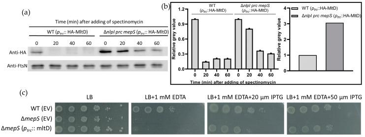 https://cdn.ncbi.nlm.nih.gov/pmc/blobs/8708/10671308/bab7fe98a656/ijms-24-16355-g007.jpg