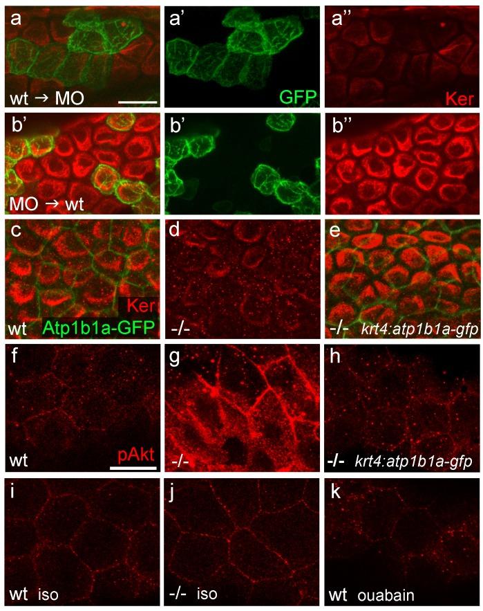 https://cdn.ncbi.nlm.nih.gov/pmc/blobs/8709/4973367/075ce0f4ea52/elife-14277-fig8.jpg