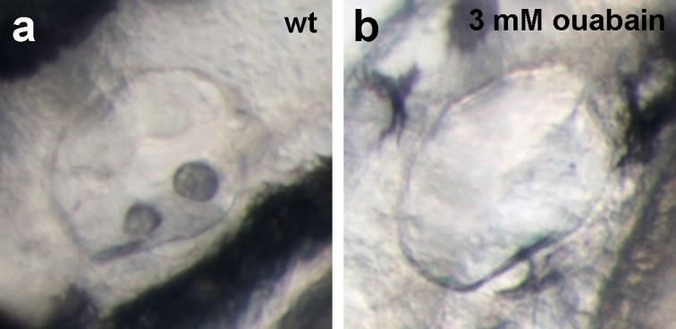 https://cdn.ncbi.nlm.nih.gov/pmc/blobs/8709/4973367/459c9b21ffad/elife-14277-fig5-figsupp1.jpg
