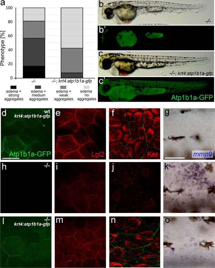 https://cdn.ncbi.nlm.nih.gov/pmc/blobs/8709/4973367/666023ebde1c/elife-14277-fig8-figsupp1.jpg