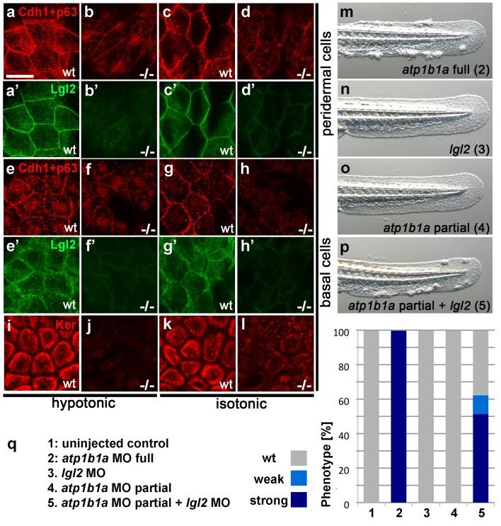 https://cdn.ncbi.nlm.nih.gov/pmc/blobs/8709/4973367/68bde58269bd/elife-14277-fig7.jpg