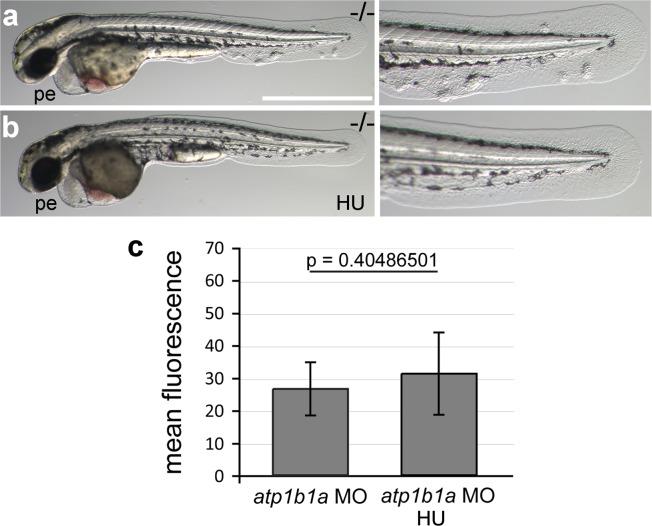https://cdn.ncbi.nlm.nih.gov/pmc/blobs/8709/4973367/8e9a6c788a46/elife-14277-fig10-figsupp1.jpg