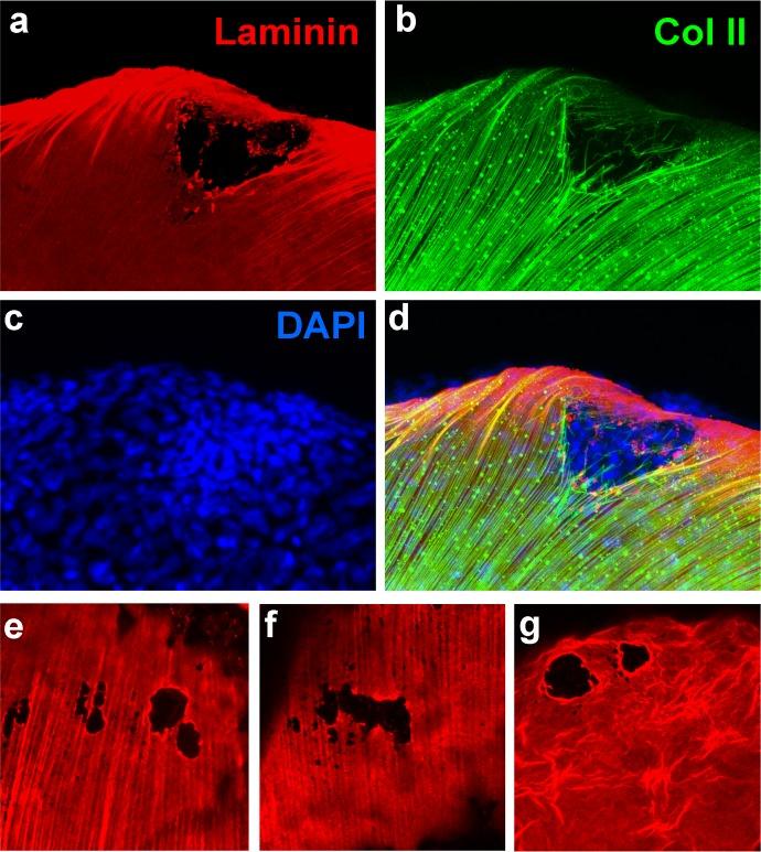 https://cdn.ncbi.nlm.nih.gov/pmc/blobs/8709/4973367/a008ee8a7cb3/elife-14277-fig2-figsupp1.jpg