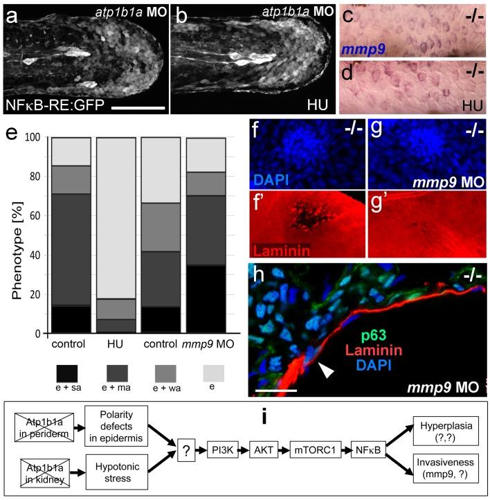 https://cdn.ncbi.nlm.nih.gov/pmc/blobs/8709/4973367/f90878aadfc9/elife-14277-fig10.jpg