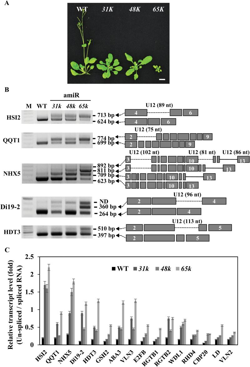 https://cdn.ncbi.nlm.nih.gov/pmc/blobs/870a/4892727/b3645c3130fe/exbotj_erw158_f0005.jpg