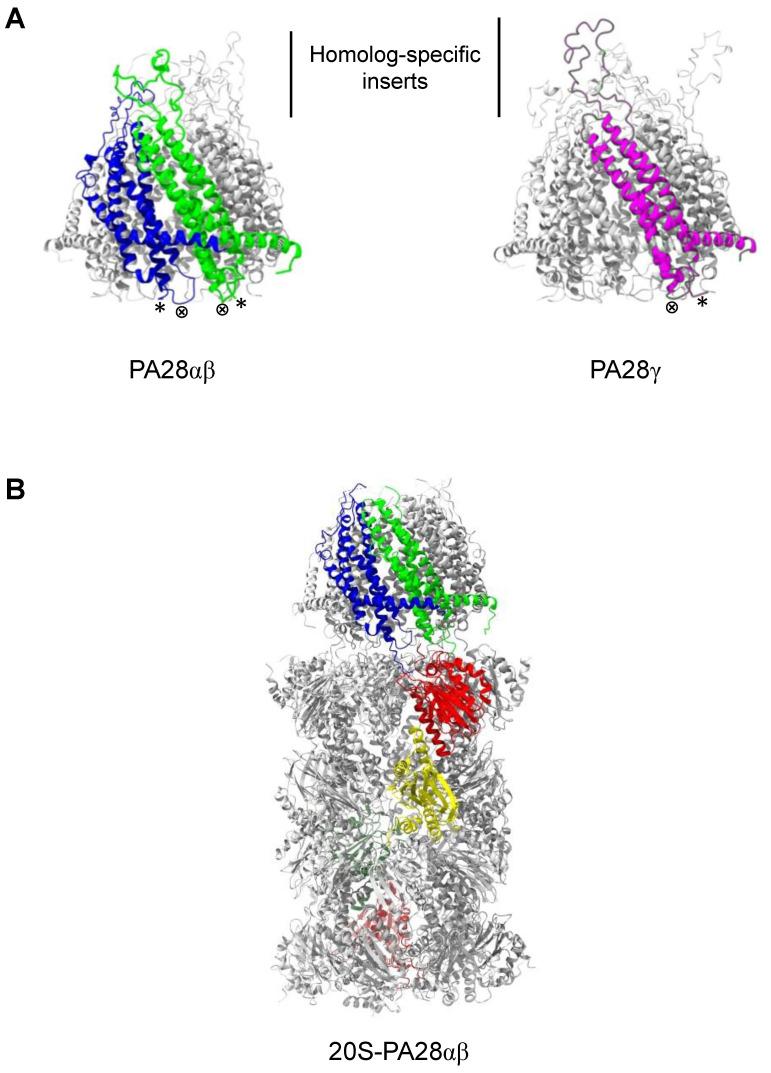 https://cdn.ncbi.nlm.nih.gov/pmc/blobs/870a/7915322/23050f2bcd22/biomolecules-11-00228-g004.jpg