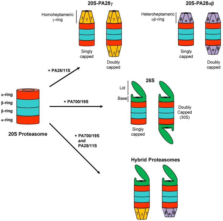 https://cdn.ncbi.nlm.nih.gov/pmc/blobs/870a/7915322/5437b5c63756/biomolecules-11-00228-g002.jpg