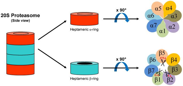 https://cdn.ncbi.nlm.nih.gov/pmc/blobs/870a/7915322/5d4ef906e1e7/biomolecules-11-00228-g001.jpg