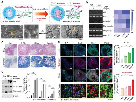 https://cdn.ncbi.nlm.nih.gov/pmc/blobs/870c/11040337/6dc875b926c7/ADVS-11-2304861-g006.jpg