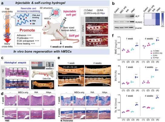https://cdn.ncbi.nlm.nih.gov/pmc/blobs/870c/11040337/7c9f41a610f3/ADVS-11-2304861-g007.jpg