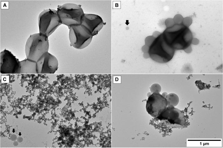 https://cdn.ncbi.nlm.nih.gov/pmc/blobs/870d/7705181/dae9afb41226/fmicb-11-606185-g013.jpg