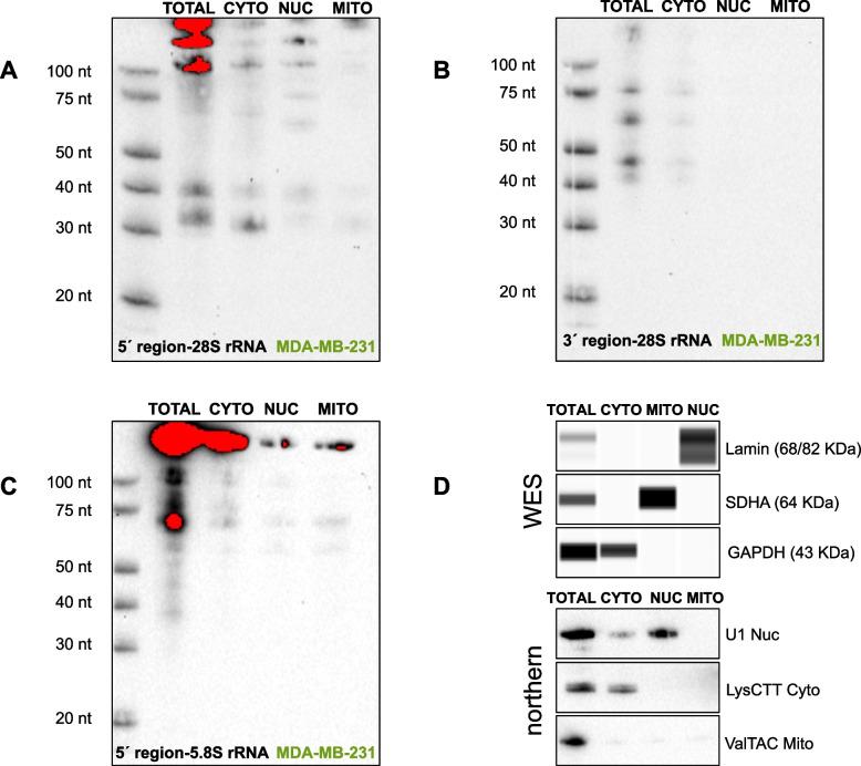 https://cdn.ncbi.nlm.nih.gov/pmc/blobs/870f/11397057/c3d7ccfb8f7e/12915_2024_1970_Fig7_HTML.jpg