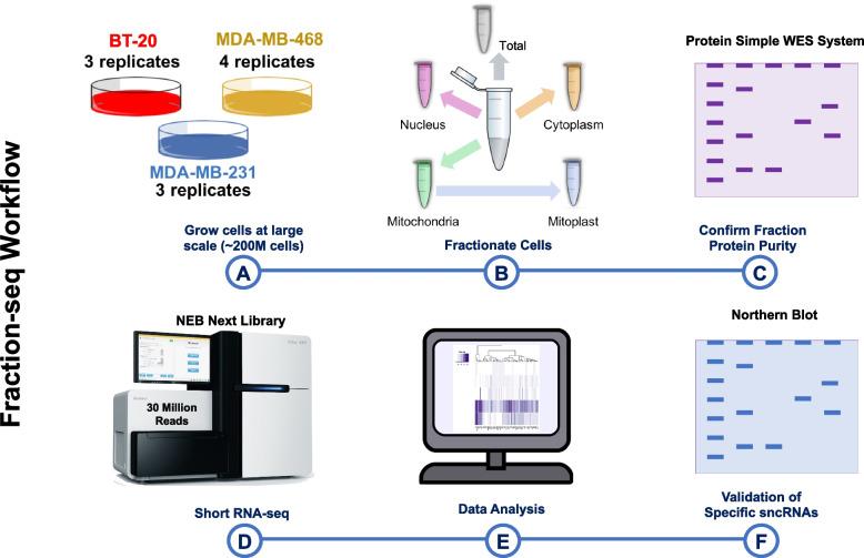 https://cdn.ncbi.nlm.nih.gov/pmc/blobs/870f/11397057/e601c53d4419/12915_2024_1970_Fig1_HTML.jpg