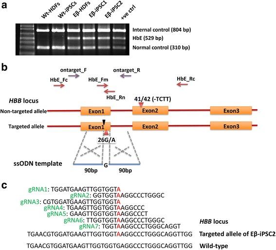 https://cdn.ncbi.nlm.nih.gov/pmc/blobs/8710/5828150/954d87a0878d/13287_2018_779_Fig1_HTML.jpg